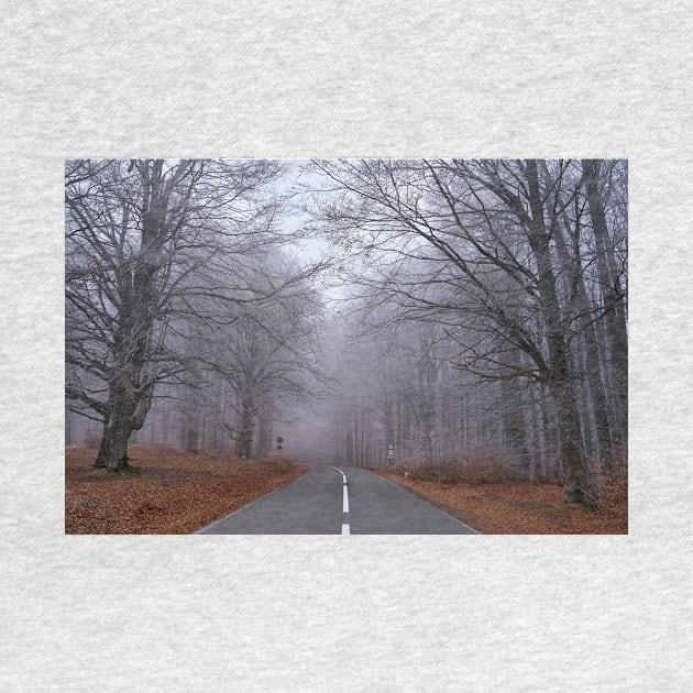 Road through forest, early winter by naturalis
